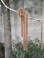 Noisetier de Byzance (photo Mrugala F.)(3)
